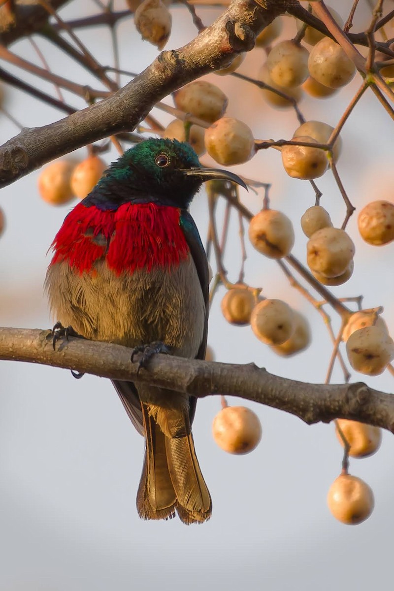 Greater Double-collared Sunbird - ML642481332