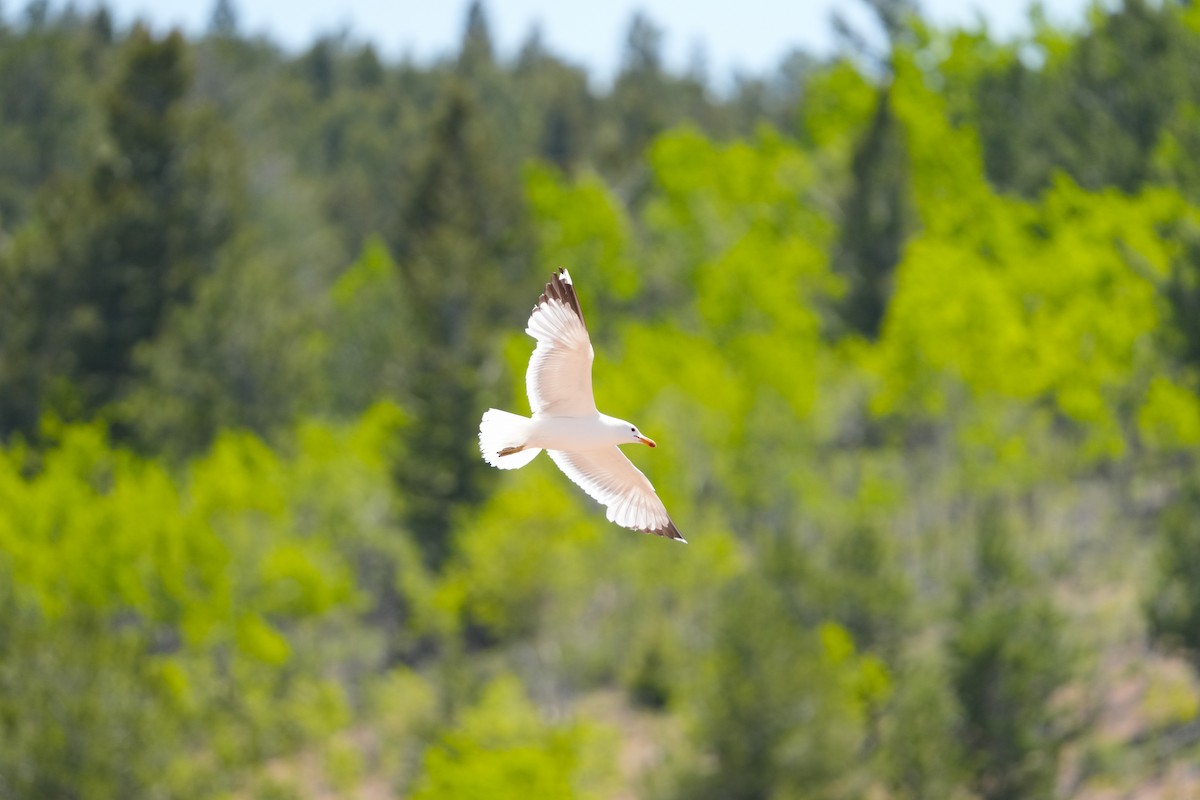 California Gull - ML642481337