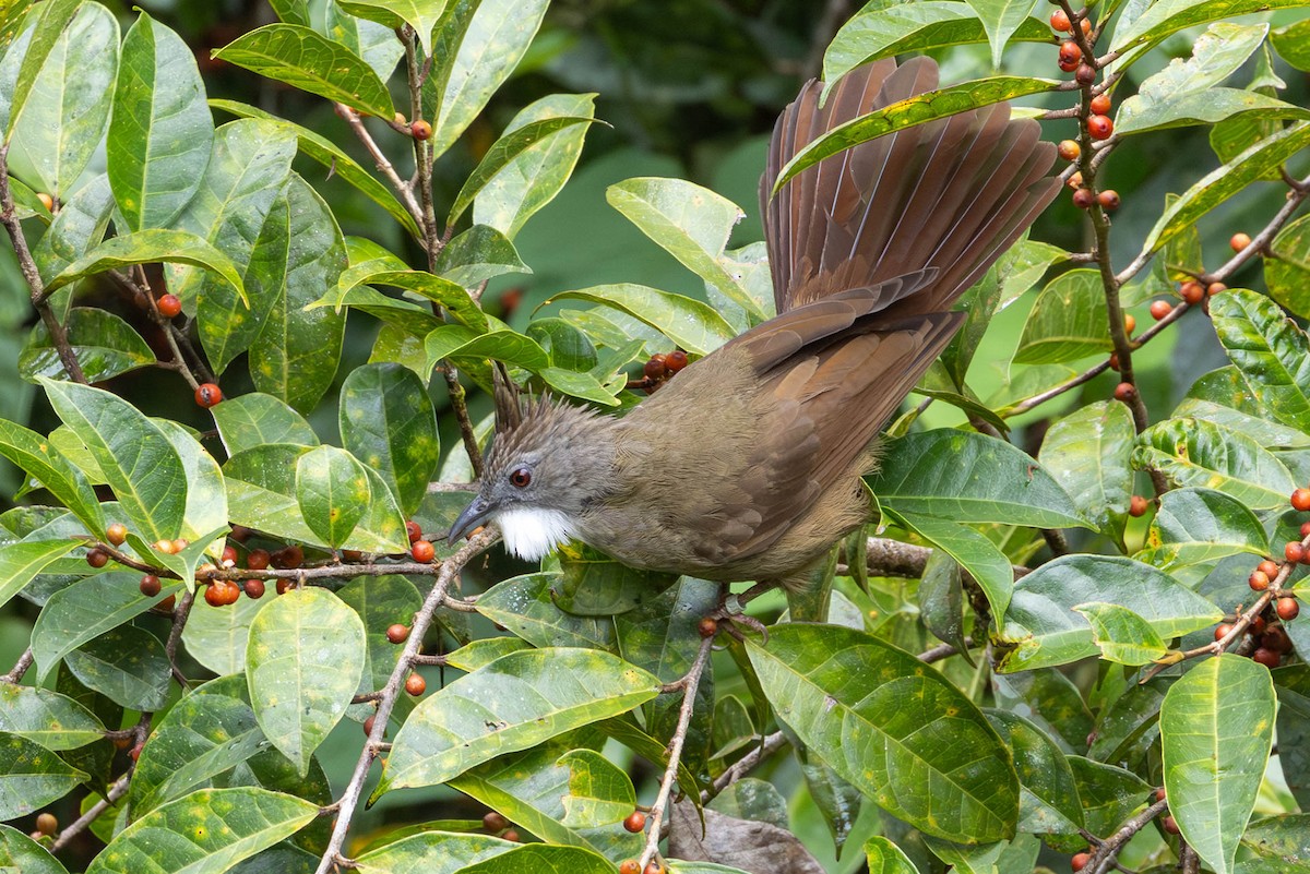 Bulbul à ventre marron - ML642481341
