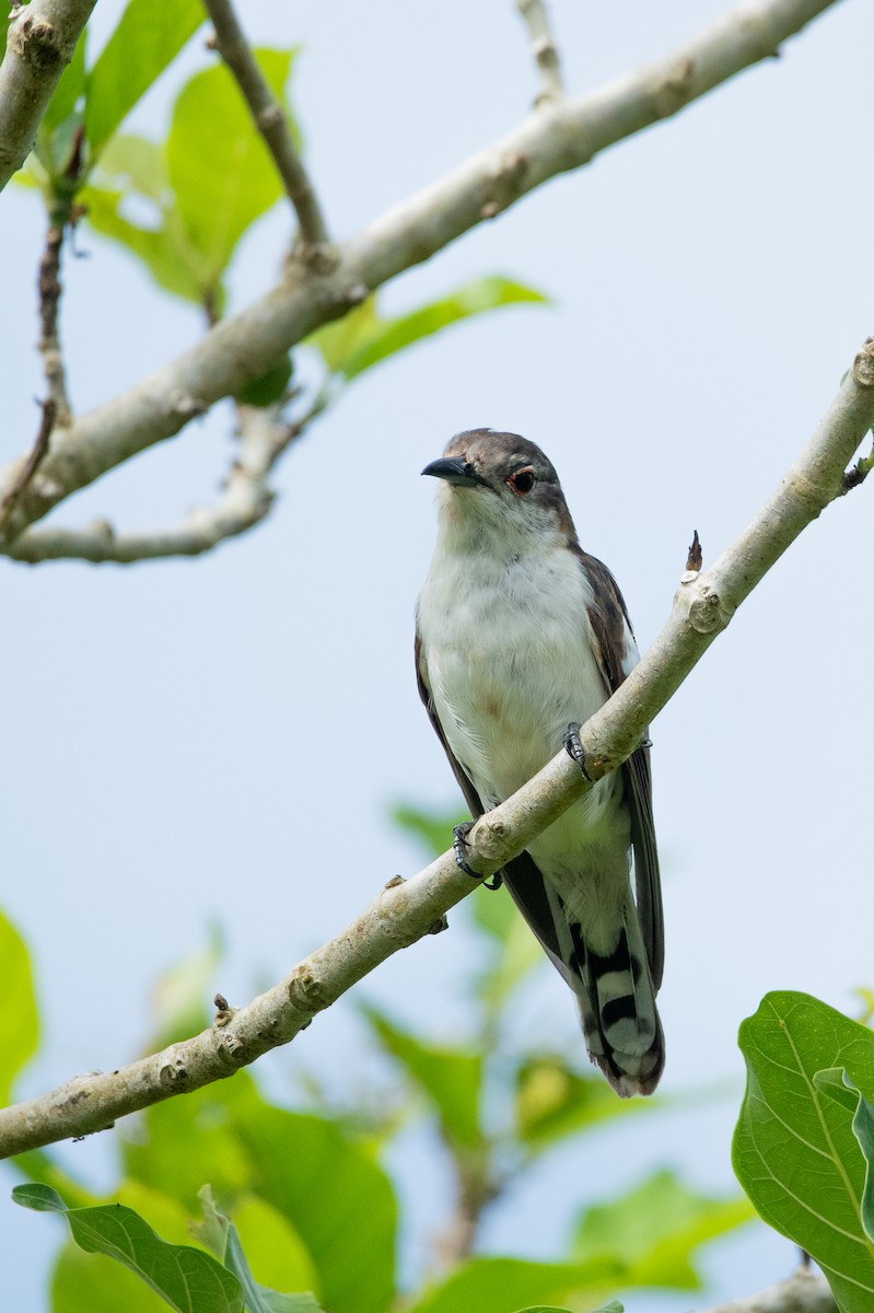 Alaca Zümrüt Guguğu - ML642481344