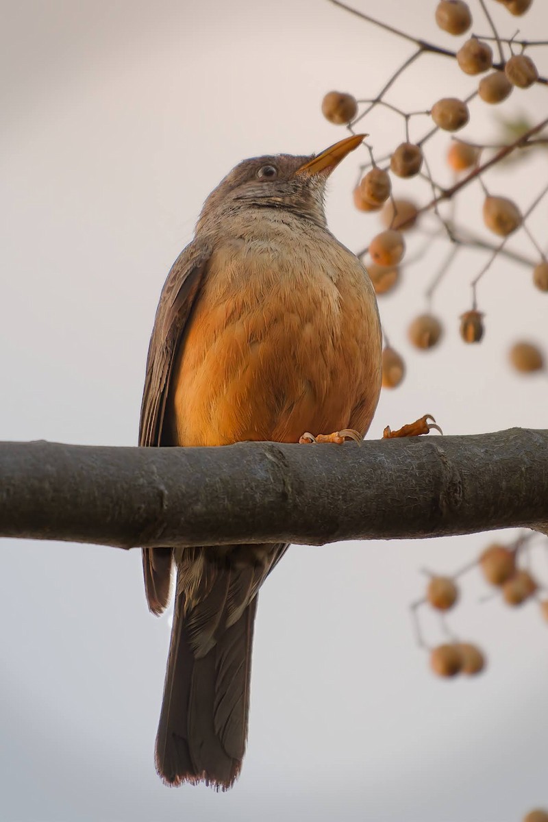 Olive Thrush - ML642481357