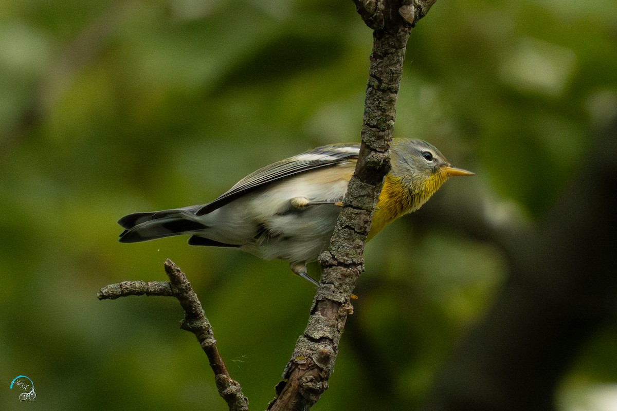 stryparula - ML642481371