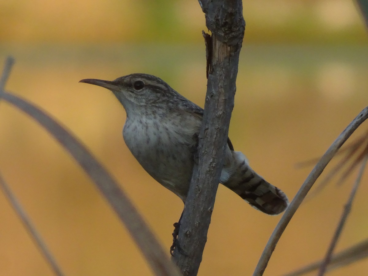 ub. gjerdesmett (Troglodytidae sp.) - ML642481379