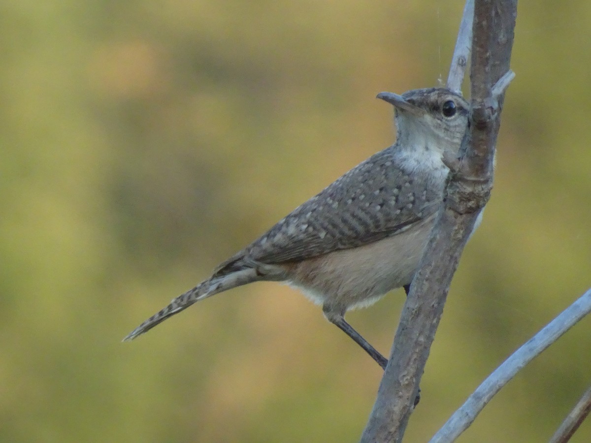 ub. gjerdesmett (Troglodytidae sp.) - ML642481380