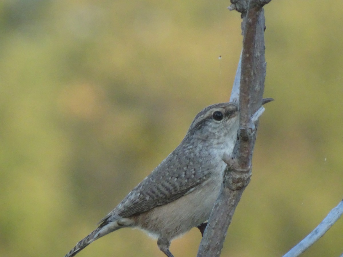 ub. gjerdesmett (Troglodytidae sp.) - ML642481382