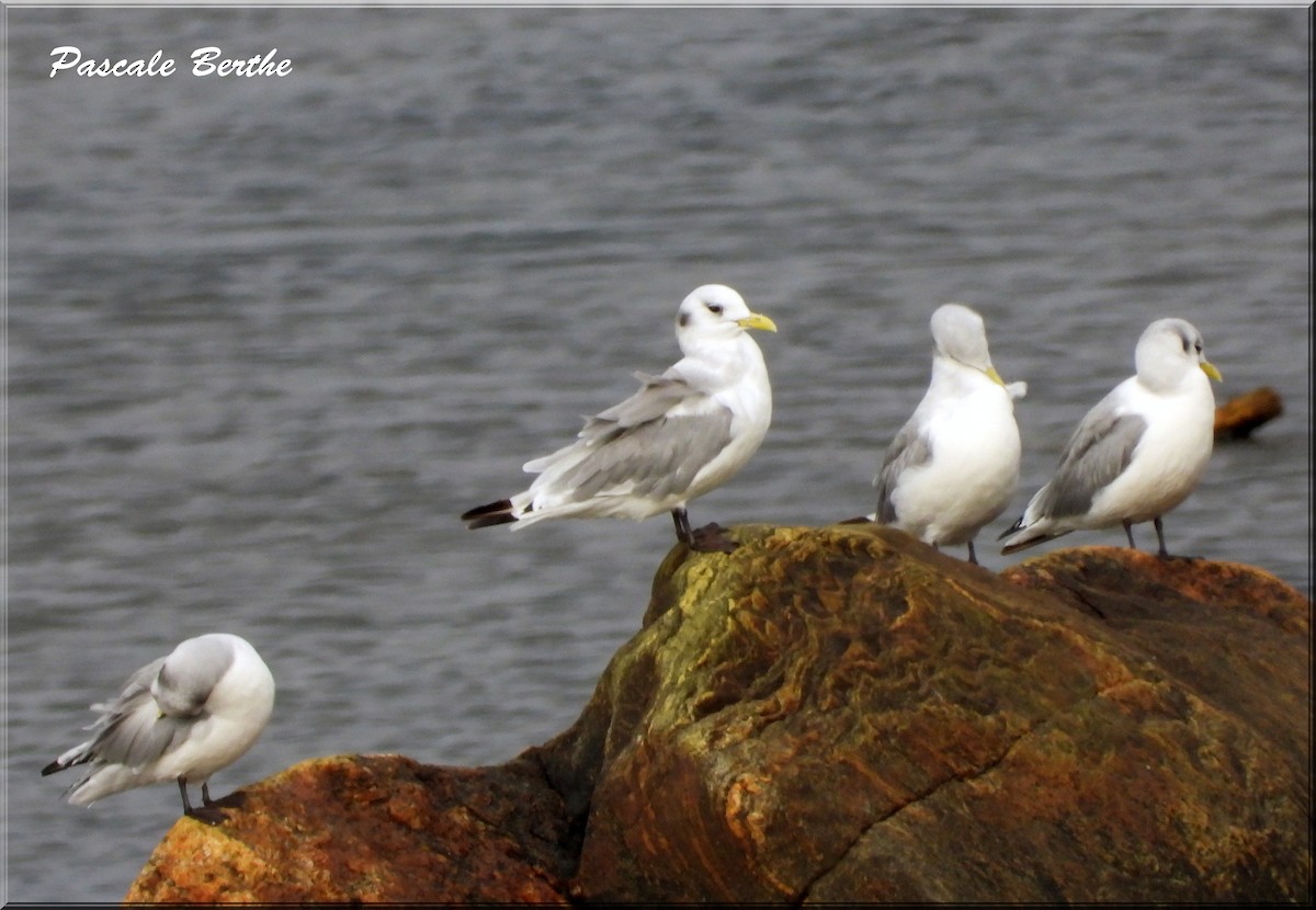 Mouette tridactyle - ML642481415