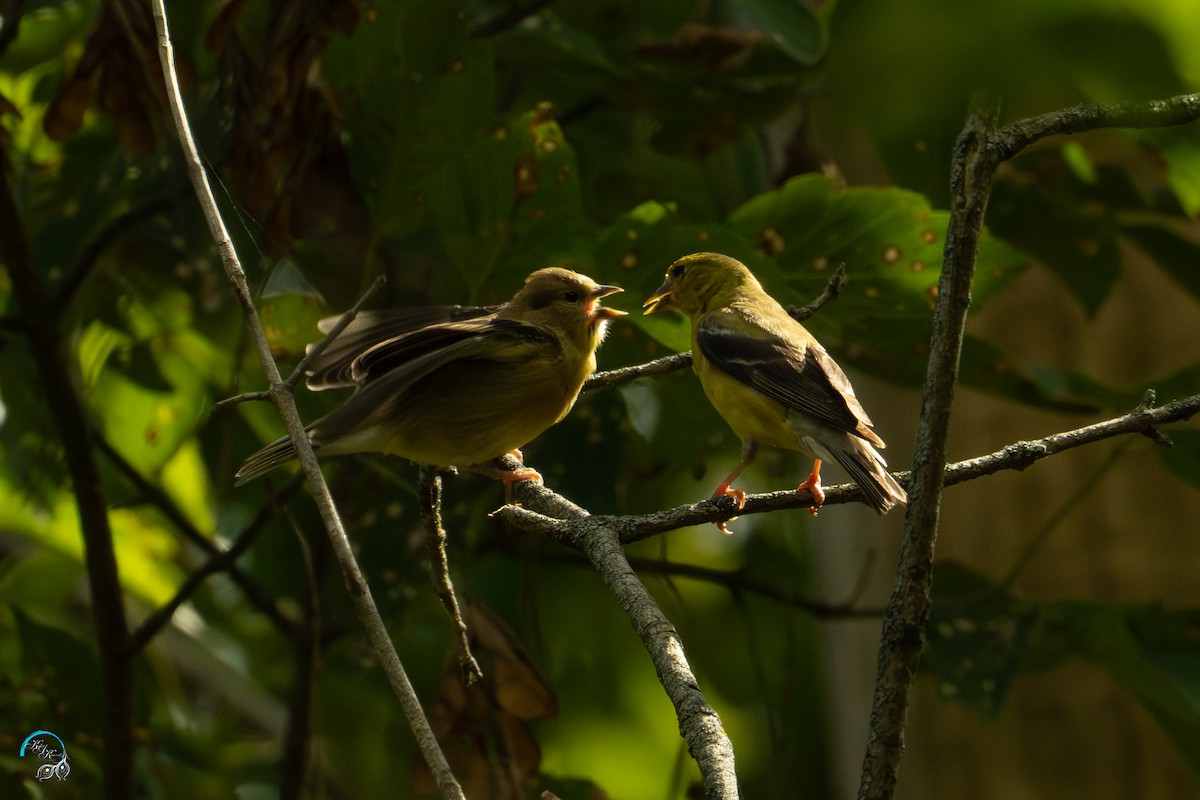 American Goldfinch - ML642481416