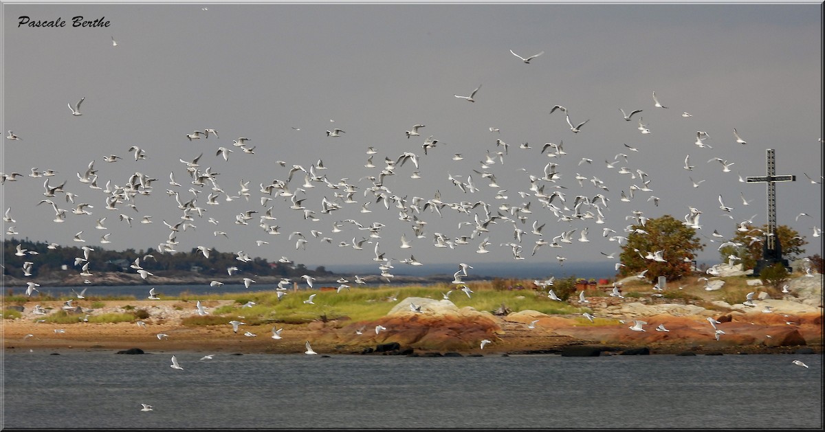 Mouette de Bonaparte - ML642481428