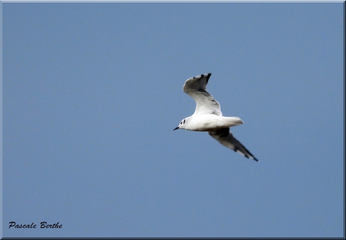 Mouette de Bonaparte - ML642481429
