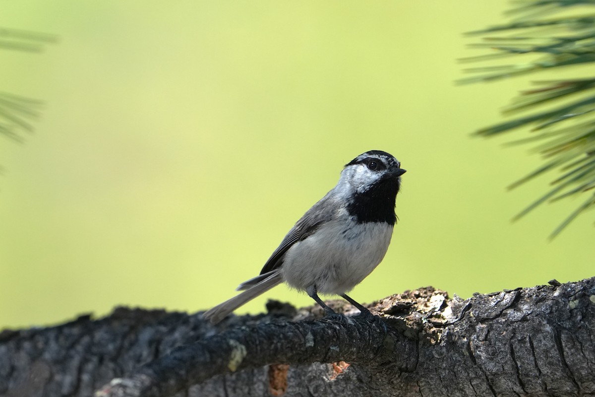 Mountain Chickadee - ML642481450