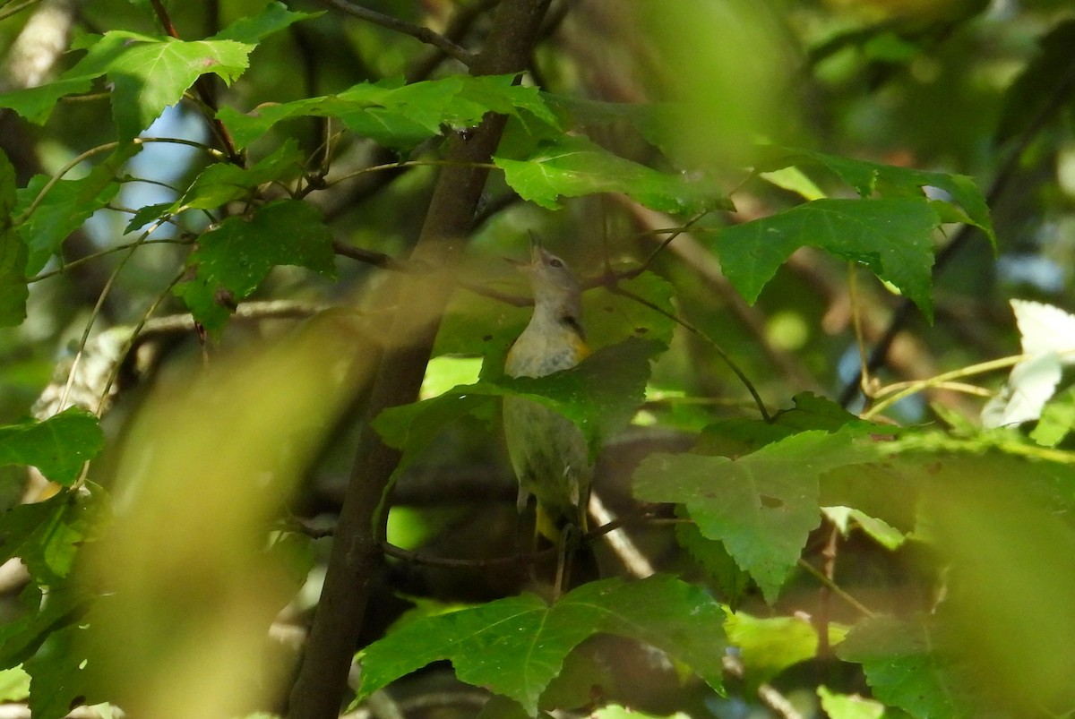 rødstjertparula - ML642481453