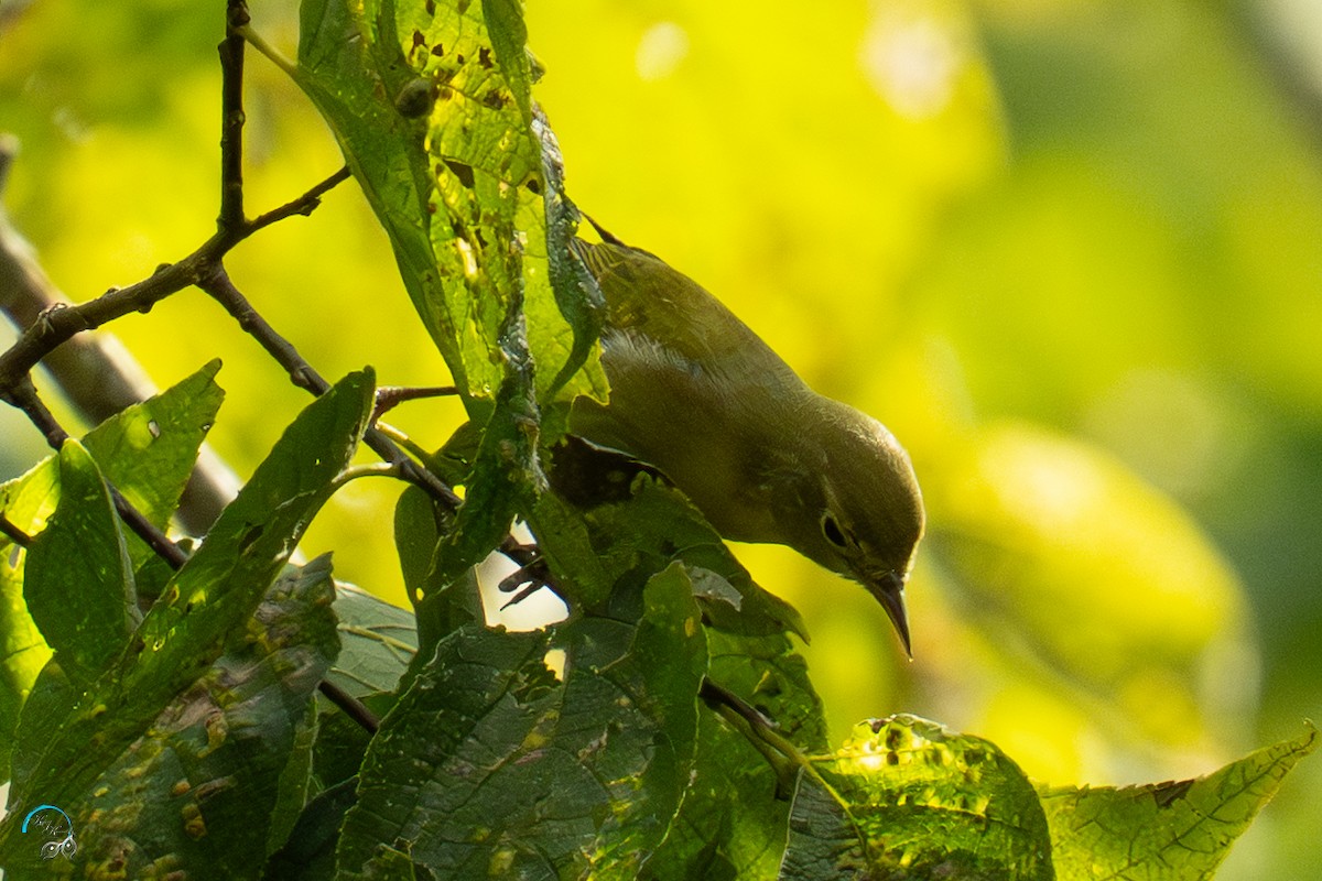 møllparula - ML642481472