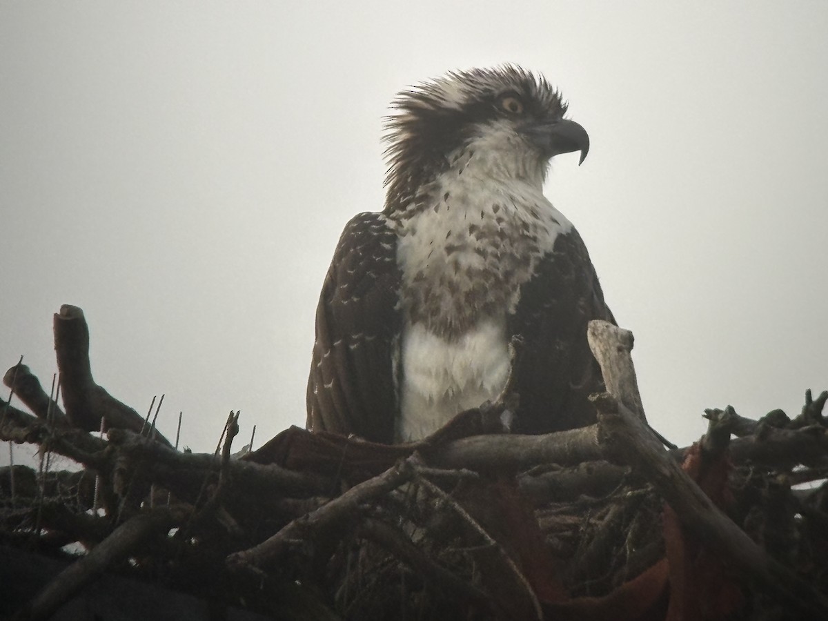 Osprey - ML642481620