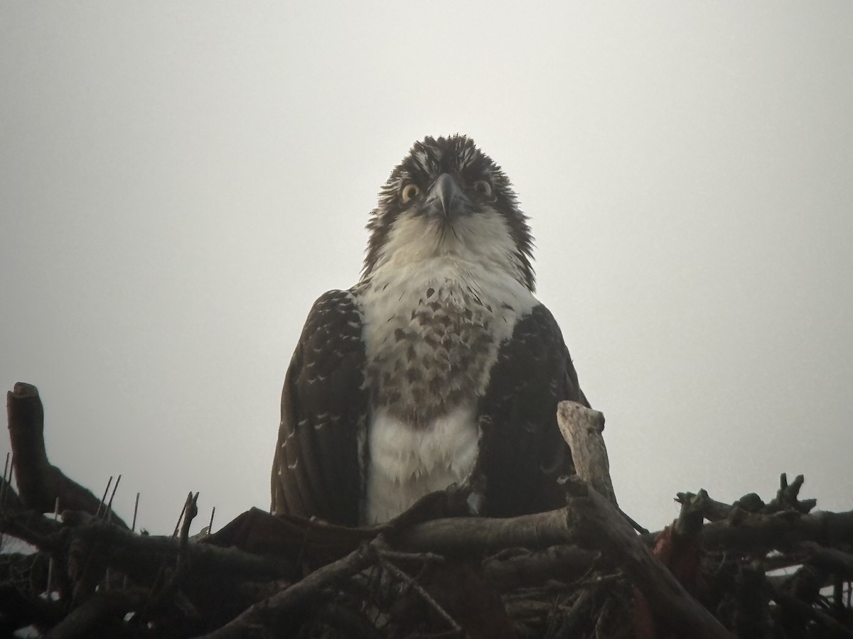Osprey - ML642481629