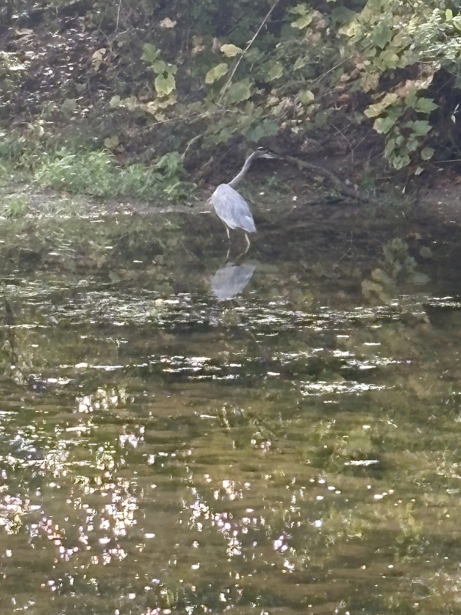 Great Blue Heron - ML642481657