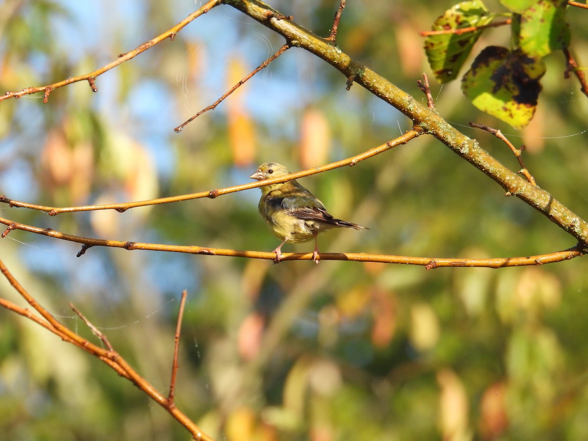 American Goldfinch - ML642481675