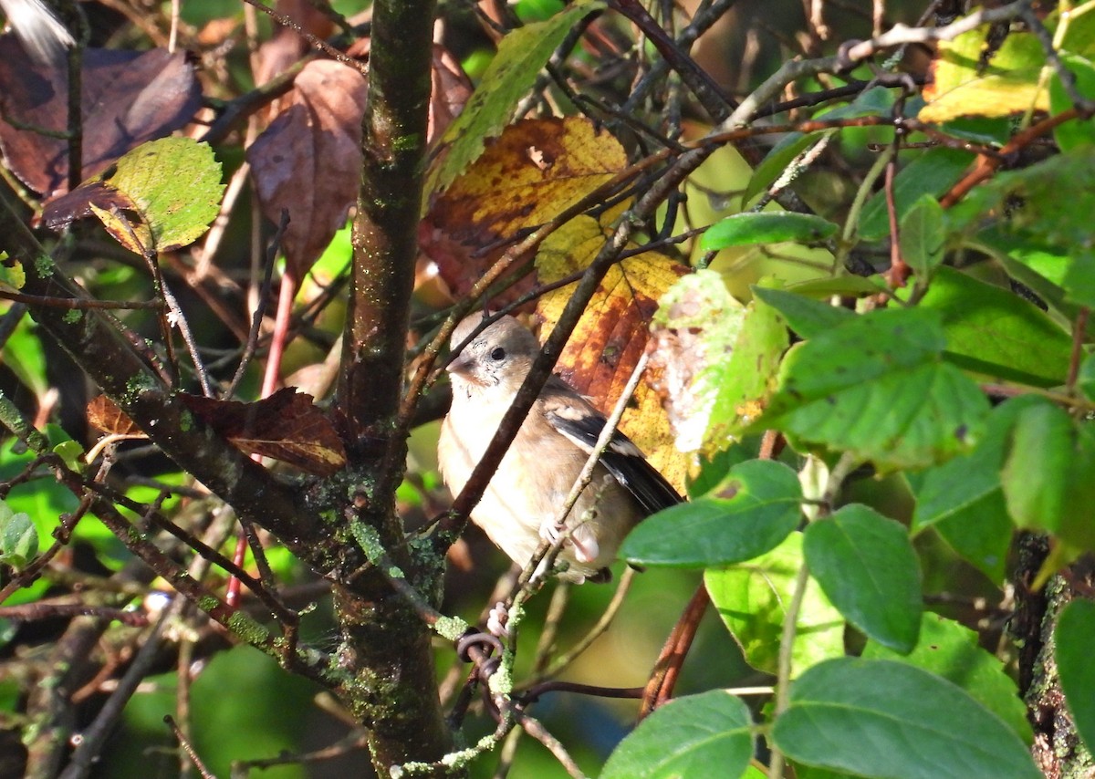 American Goldfinch - ML642481678