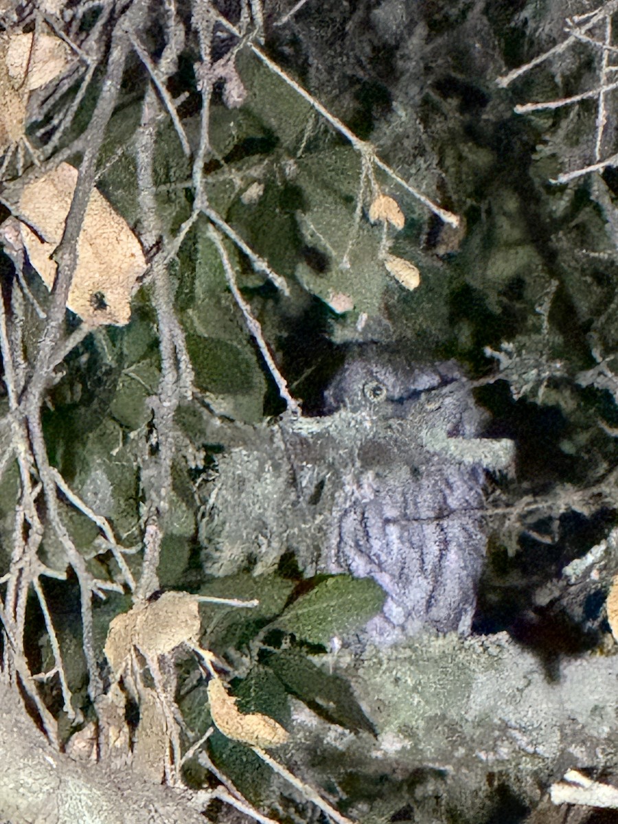 Western Screech-Owl - ML642481703