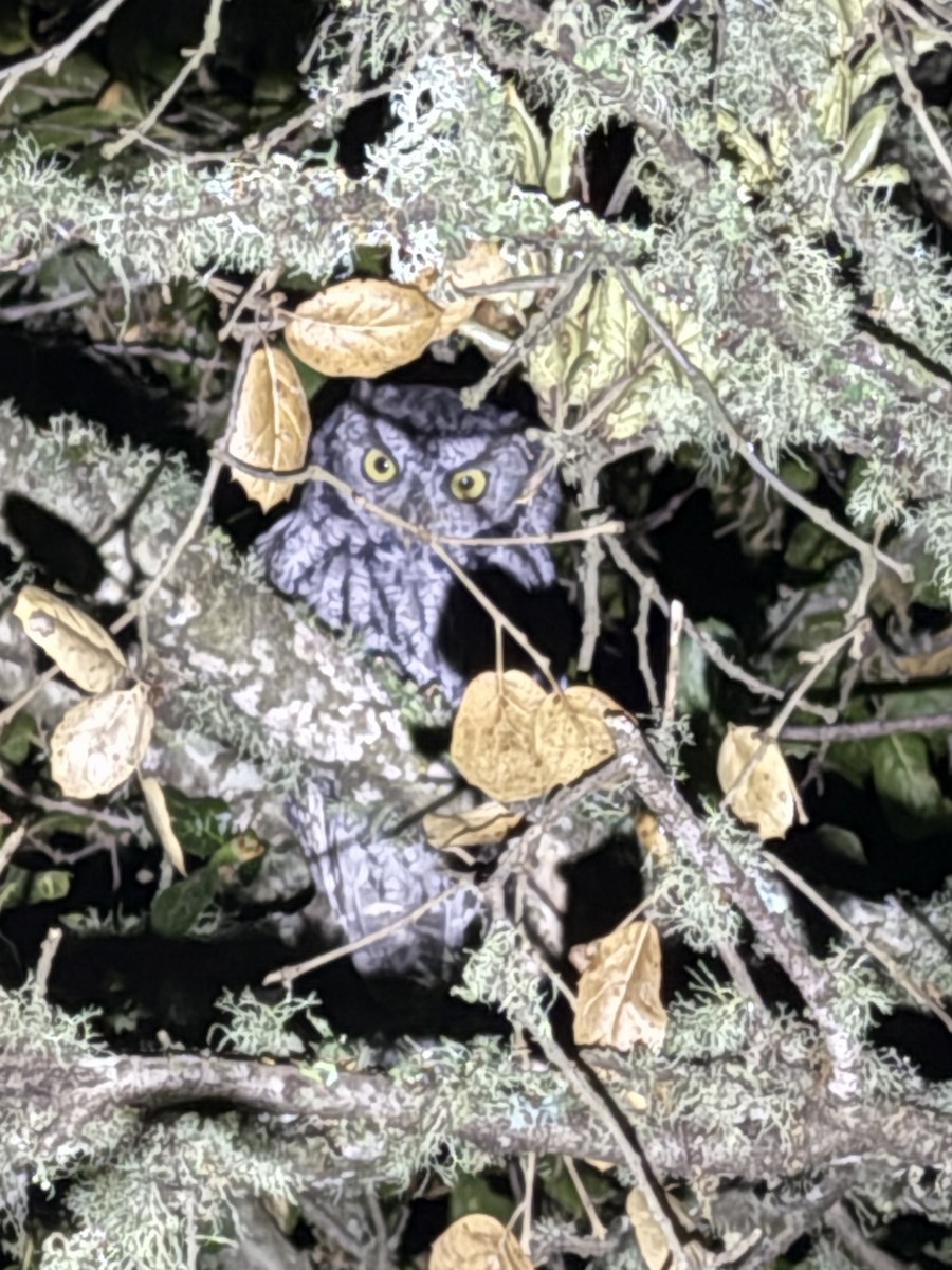 Western Screech-Owl - ML642481706