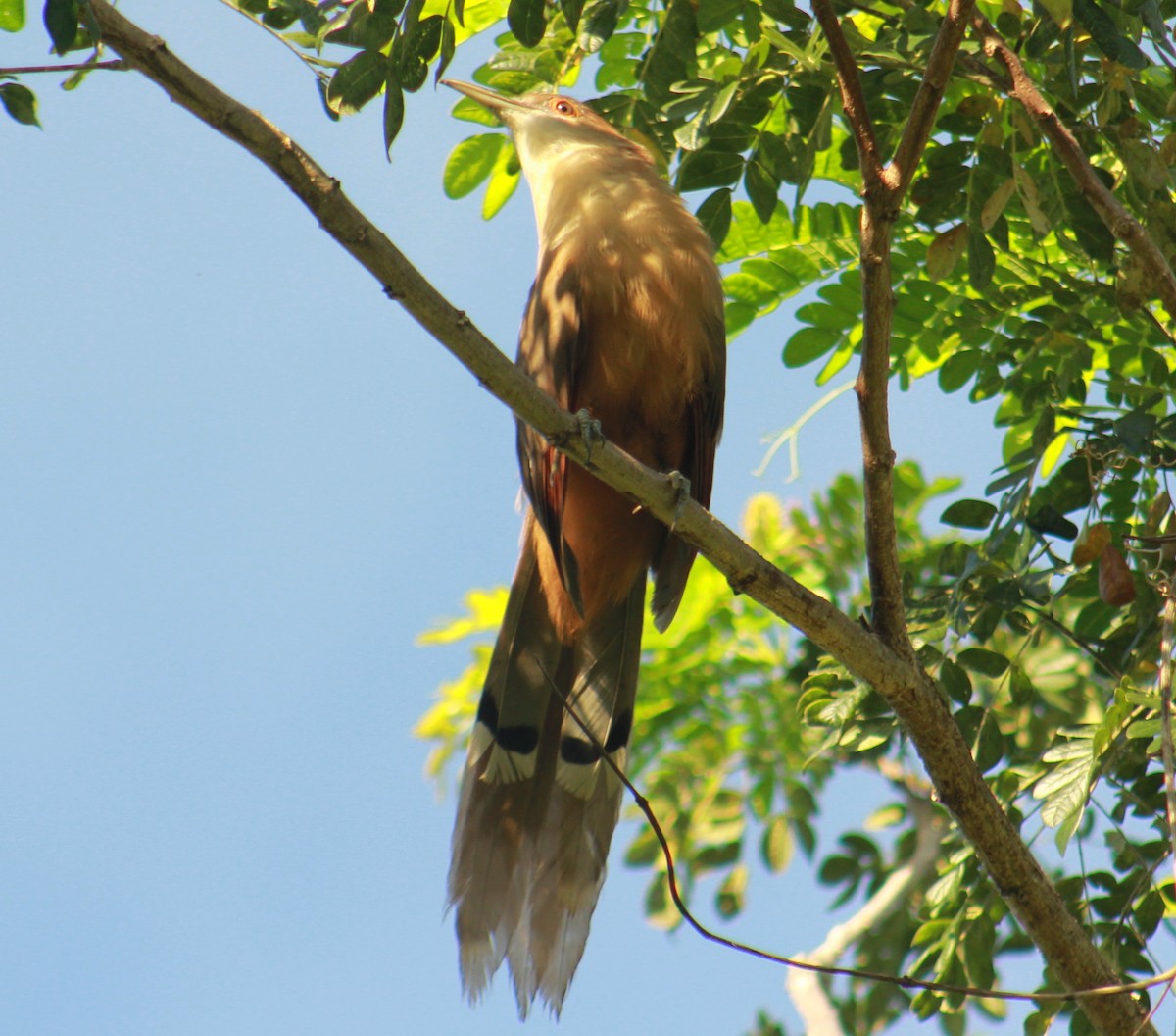 Great Lizard-Cuckoo - ML642481741