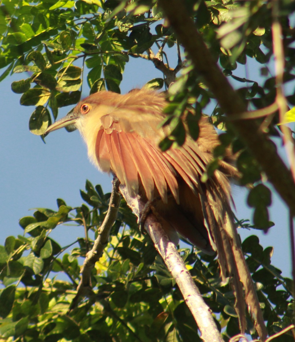 Great Lizard-Cuckoo - ML642481742