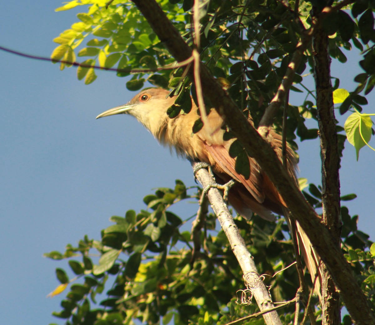 Great Lizard-Cuckoo - ML642481743