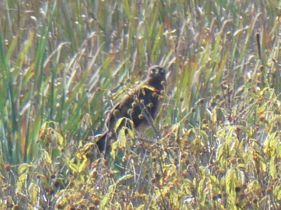 Northern Harrier - ML642481746