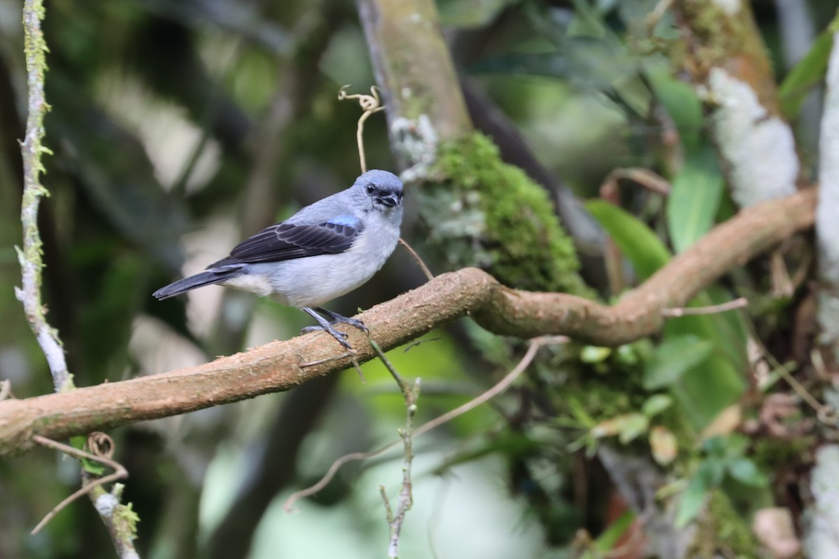 Plain-colored Tanager - ML642481747