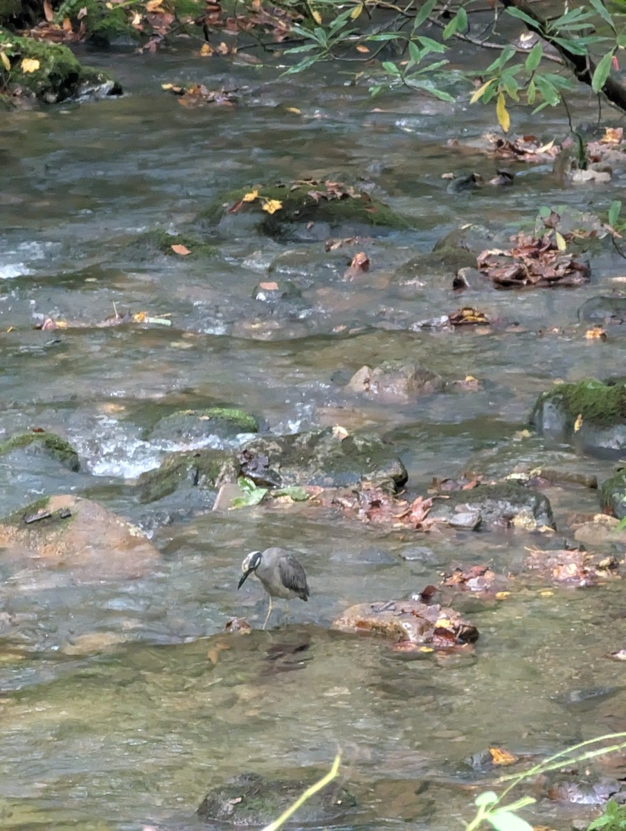 Yellow-crowned Night Heron - ML642481762