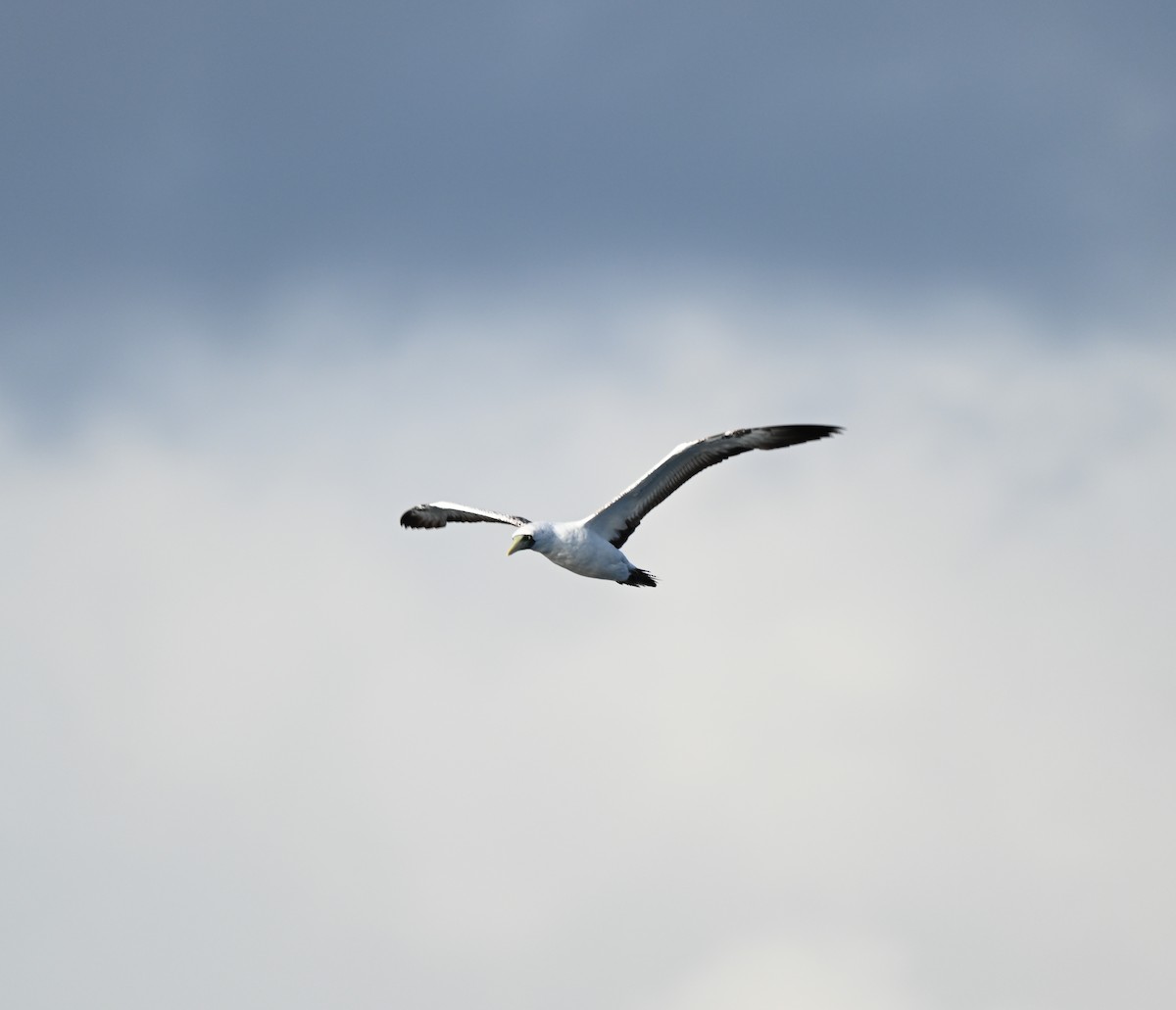 Masked Booby - ML642481774