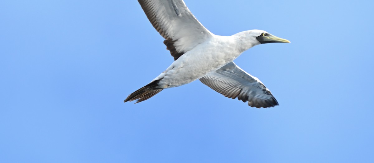 Masked Booby - ML642481777