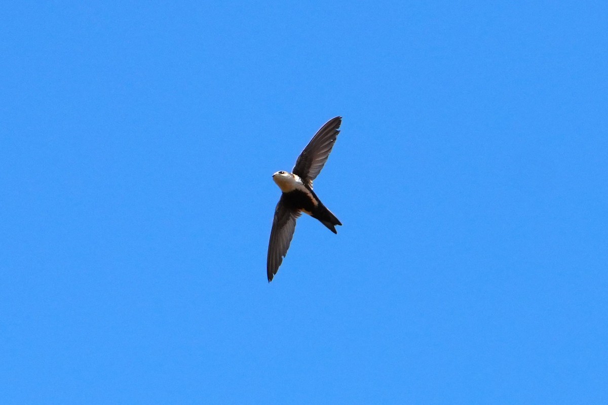 White-throated Swift - ML642481783