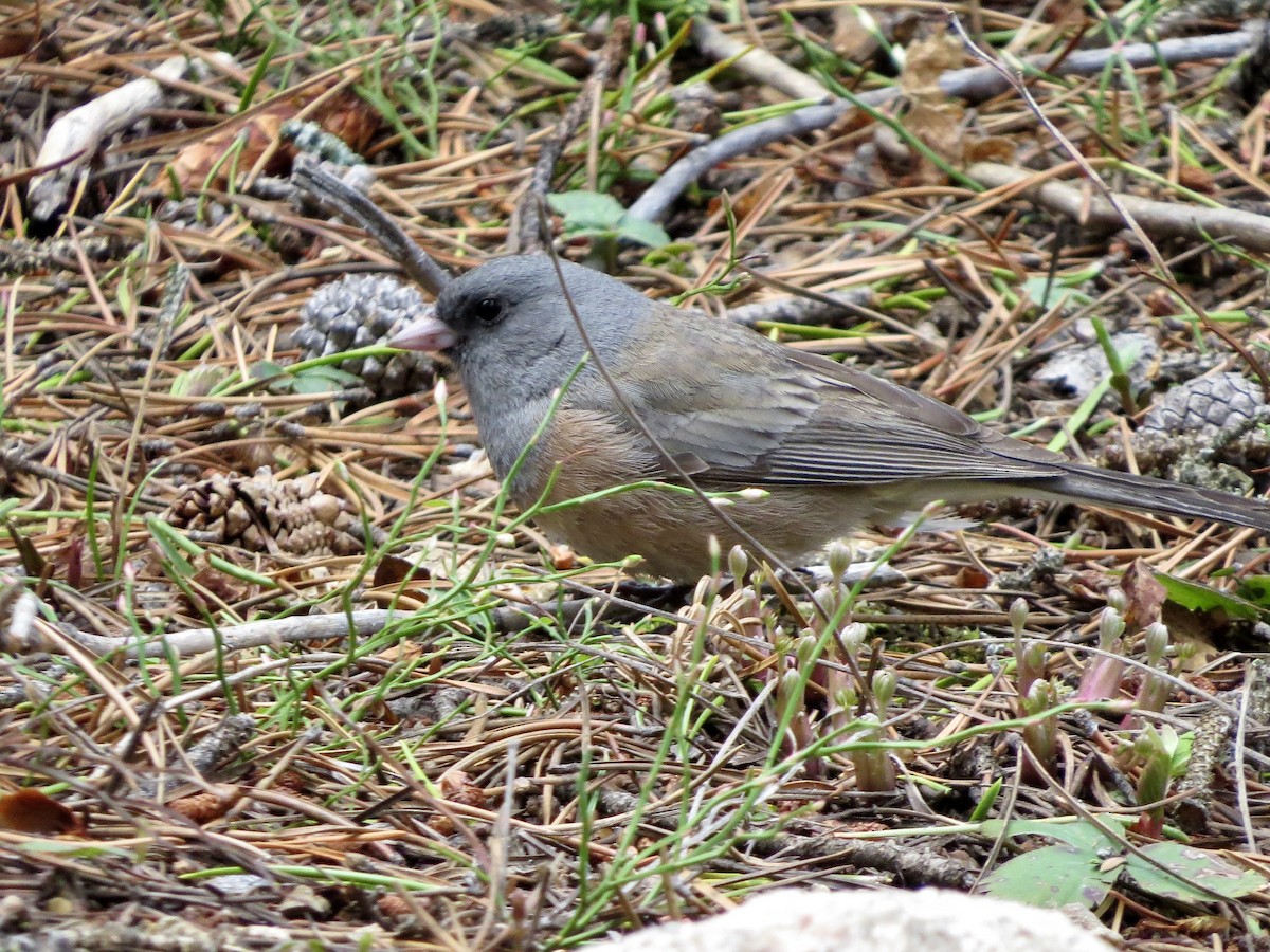 Dark-eyed Junco (Pink-sided) - ML642481786