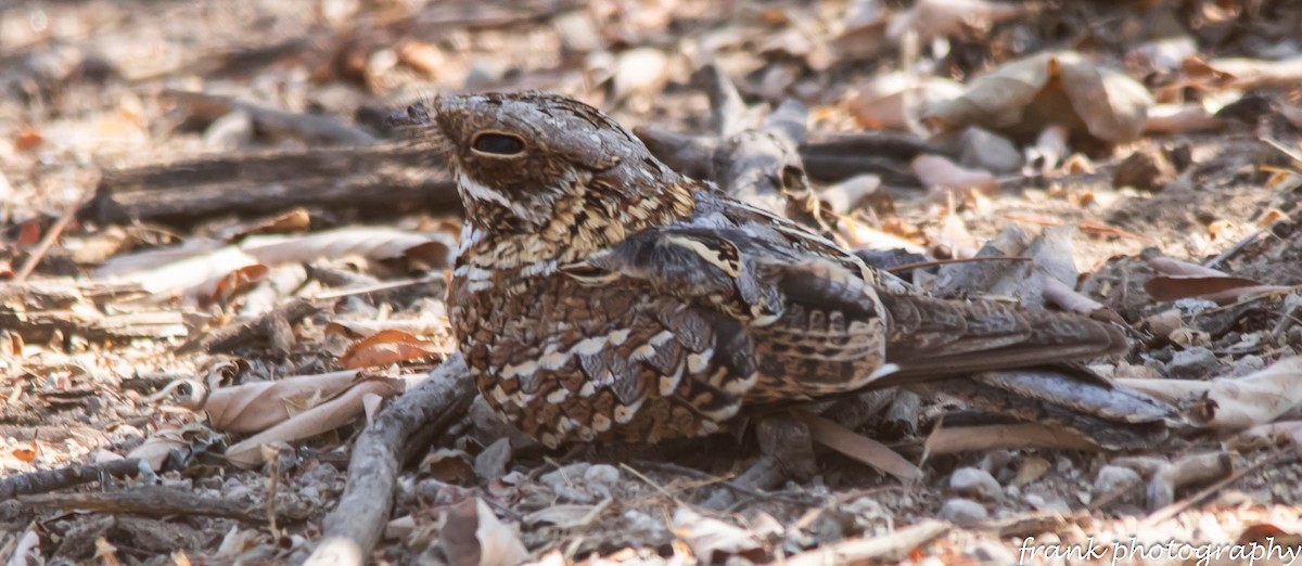 Donaldson Smith's Nightjar - ML642481791