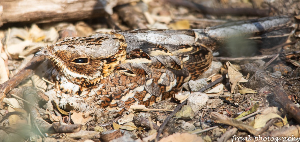 Donaldson Smith's Nightjar - ML642481792