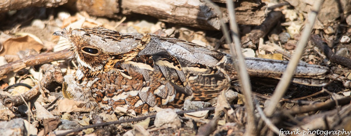 Donaldson Smith's Nightjar - ML642481798