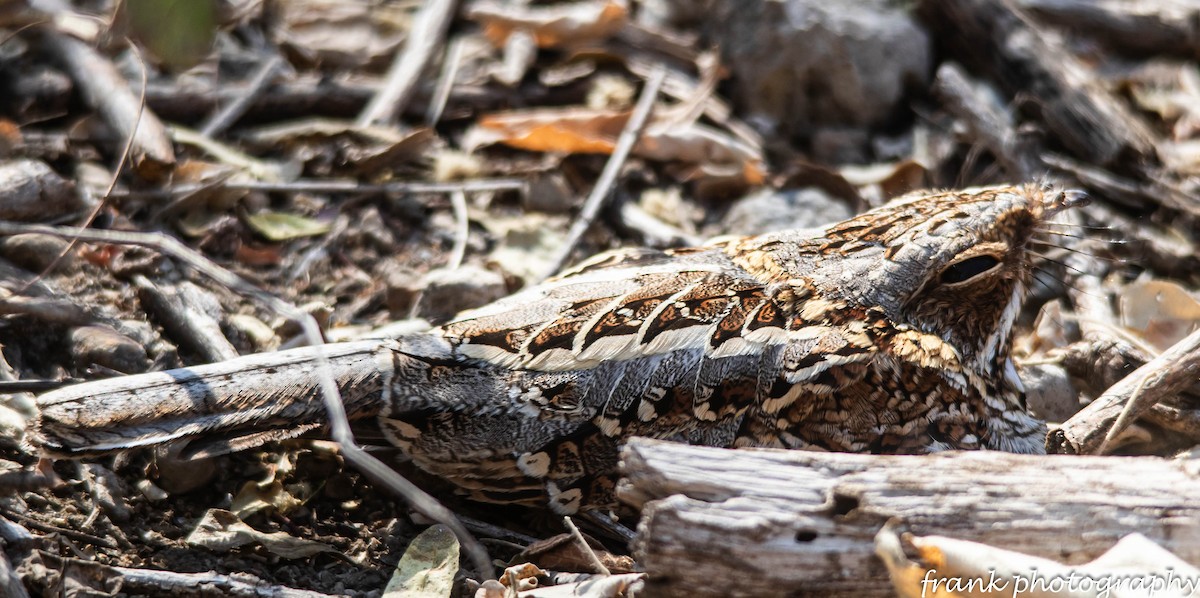 Donaldson Smith's Nightjar - ML642481799