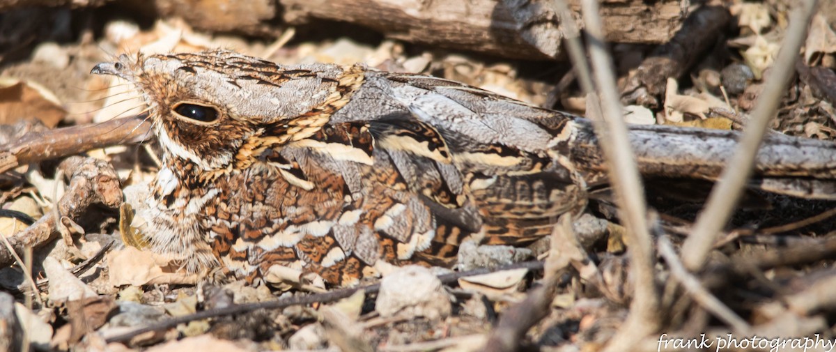 Donaldson Smith's Nightjar - ML642481800