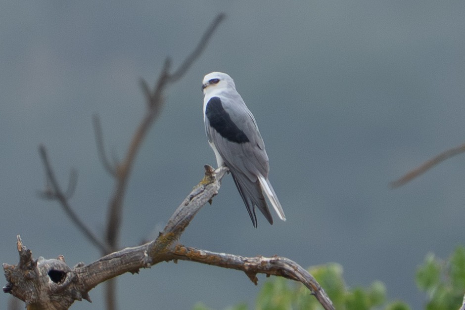 White-tailed Kite - ML642481801