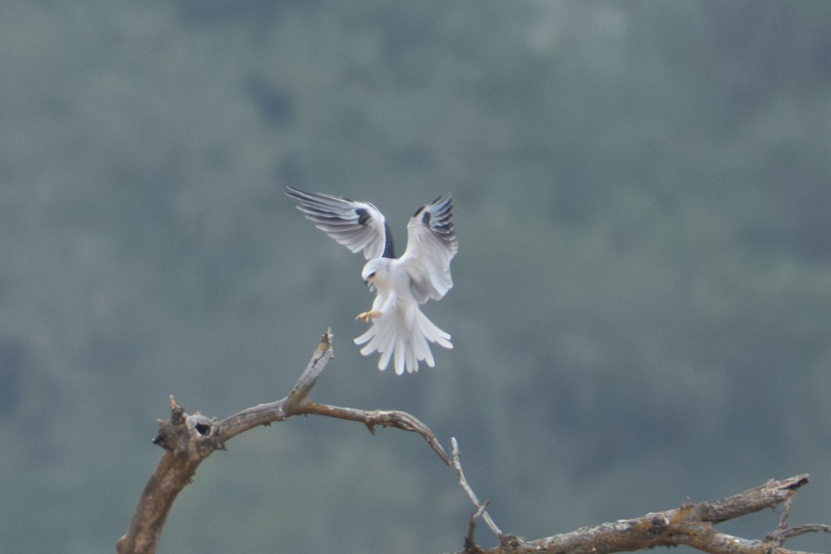 White-tailed Kite - ML642481814