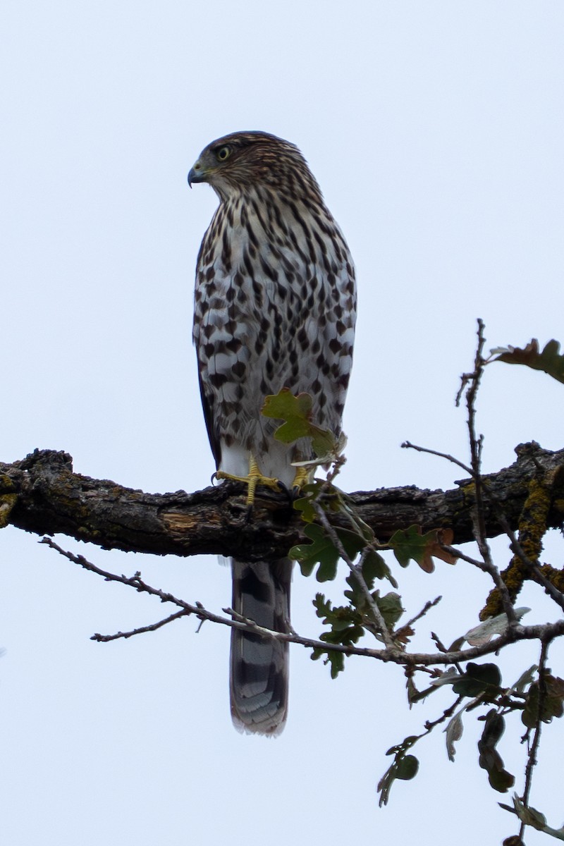 Cooper's Hawk - ML642481819