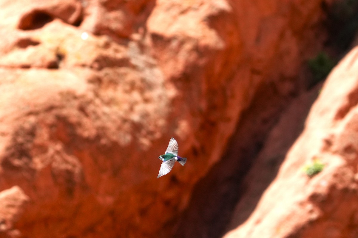Violet-green Swallow - ML642481822