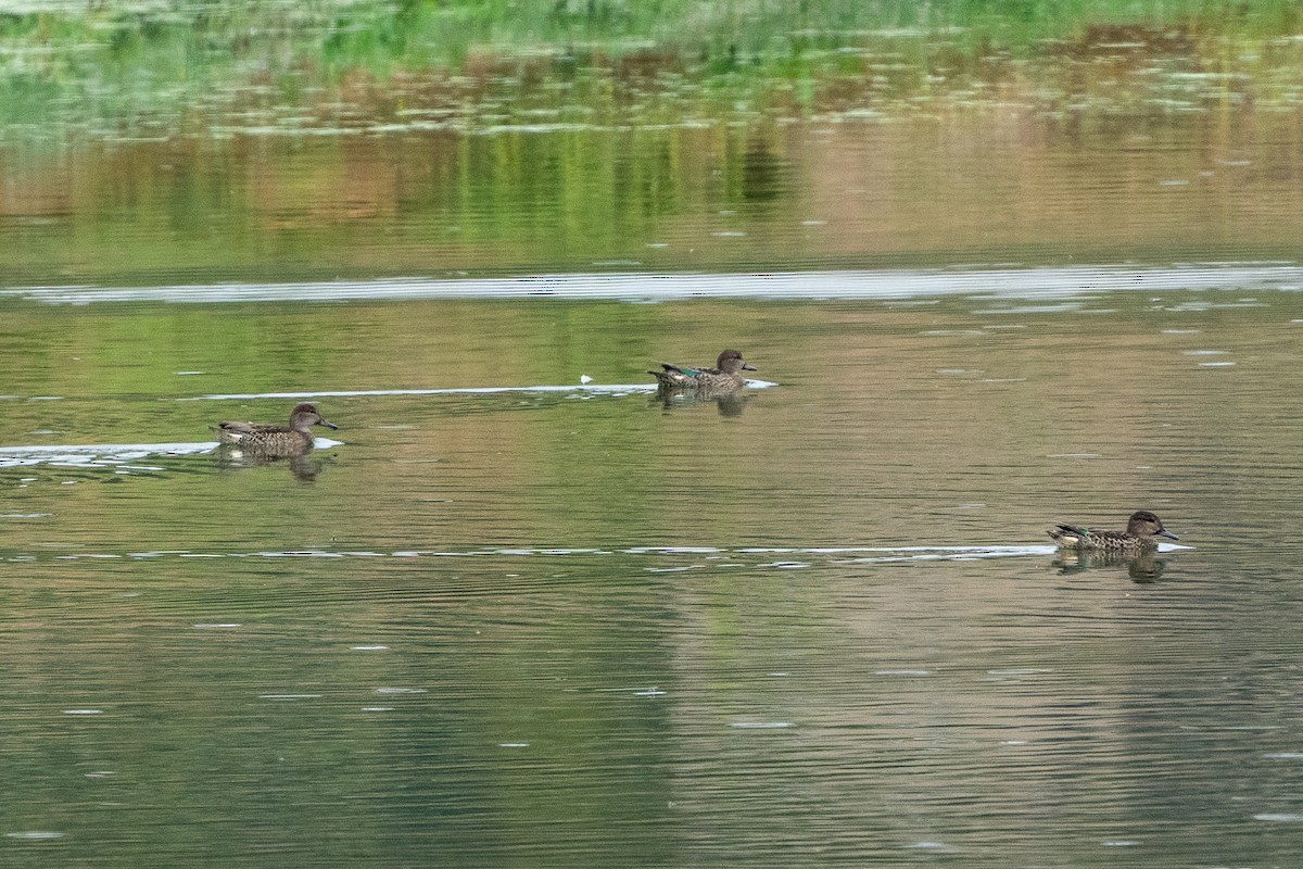Green-winged Teal - ML642481851
