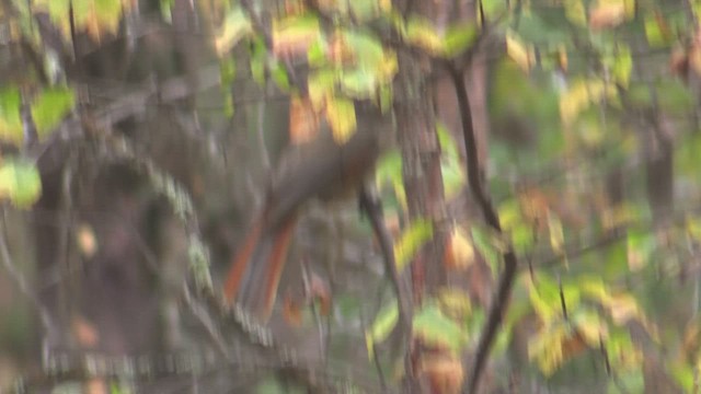 Siberian Jay - ML642481905