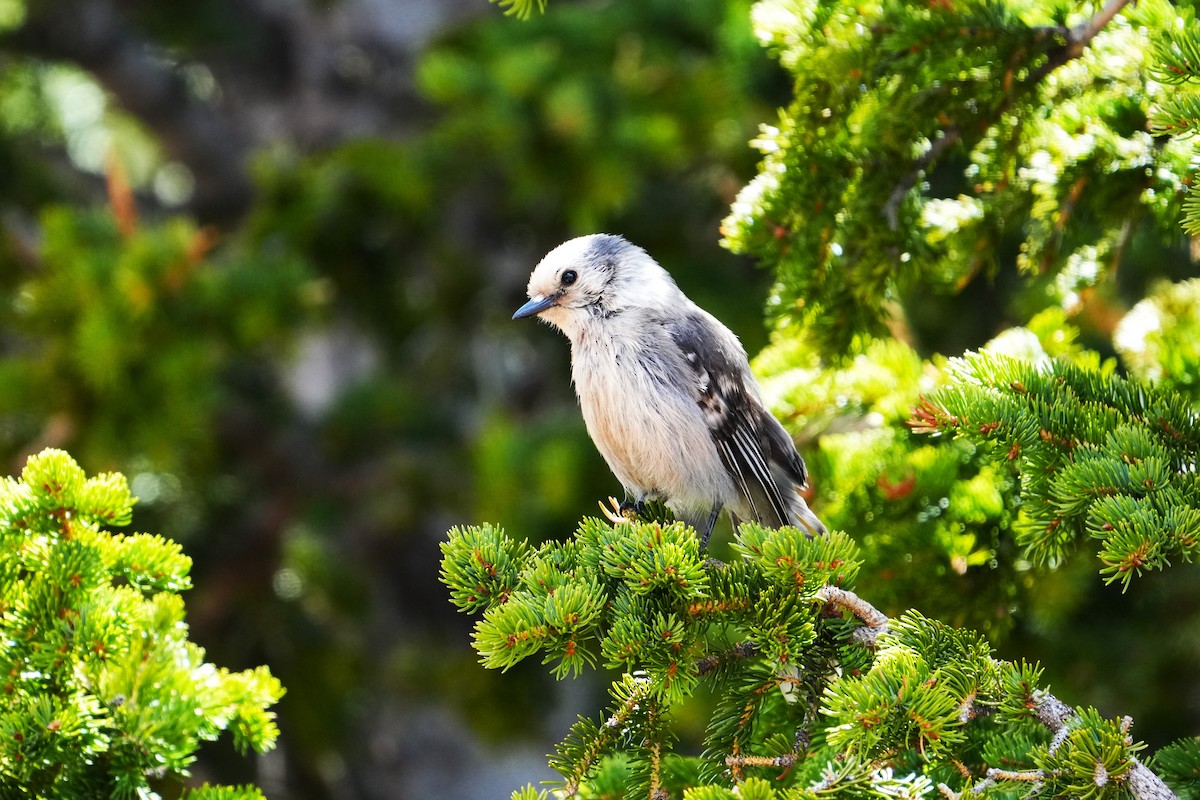 Canada Jay - ML642481957