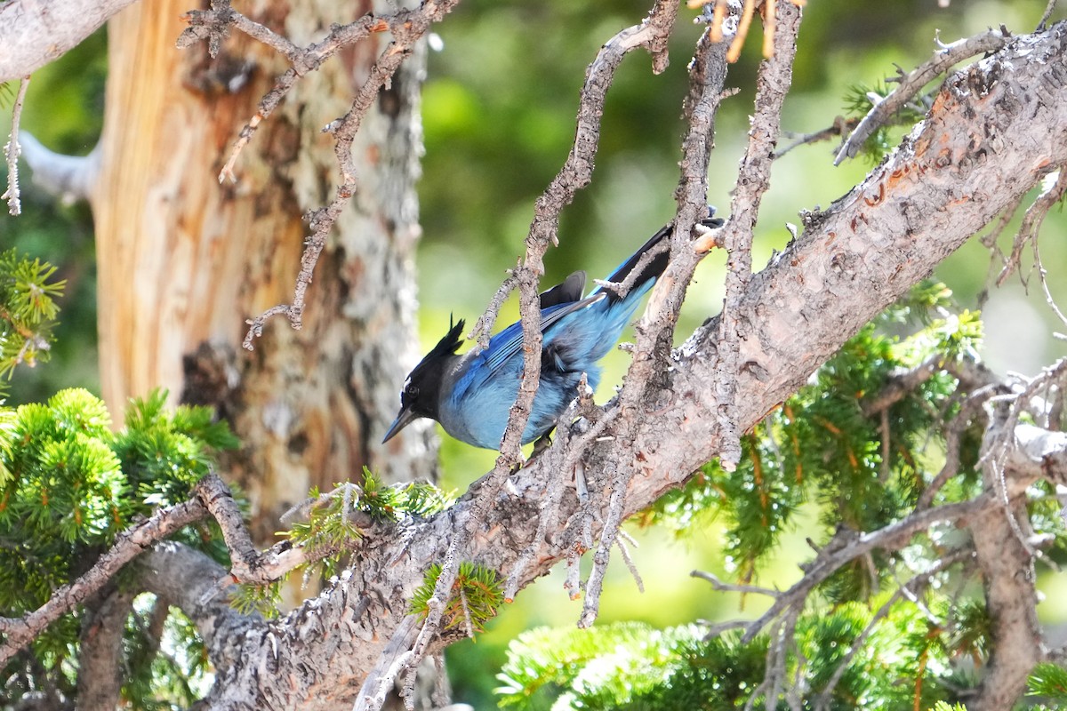 Steller's Jay (Southwest Interior) - ML642481963