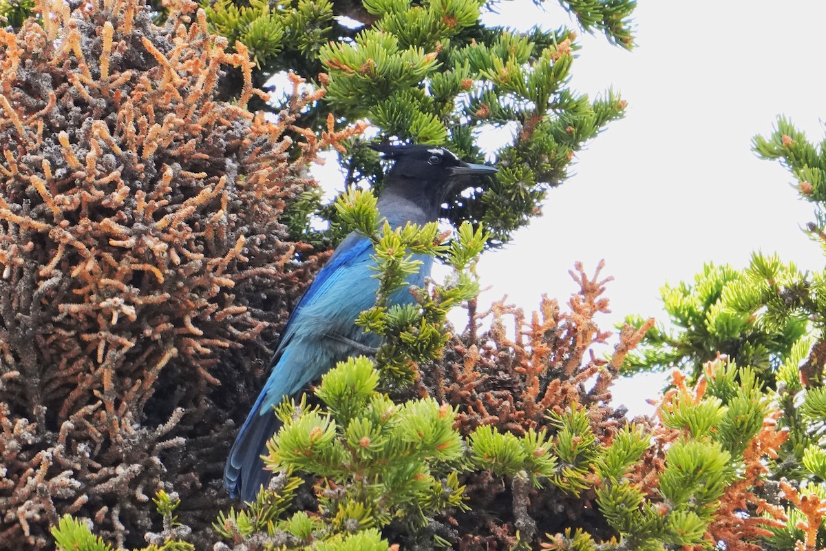 Steller's Jay (Southwest Interior) - ML642481972