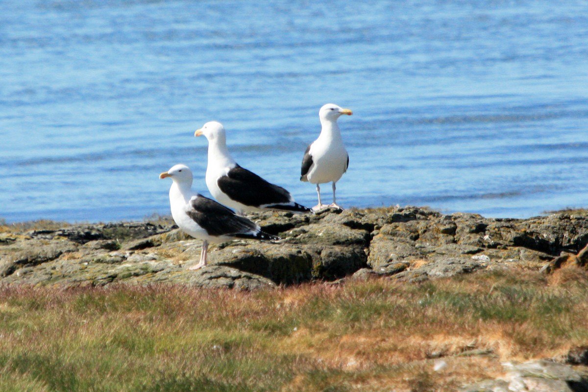 Great Black-backed Gull - ML642481974