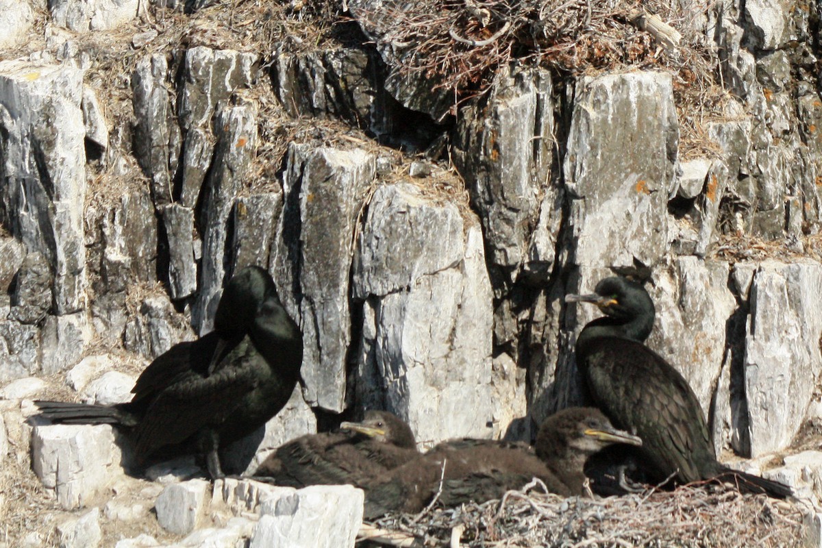 European Shag - ML642481981