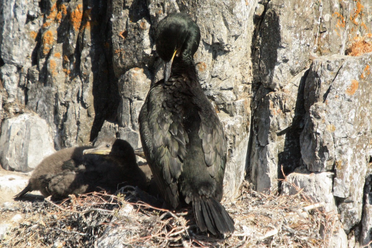 European Shag - ML642481982